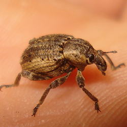 Donus zoilus